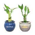 6" Lucky Bamboo Plant in 4" Ceramic Pot - 3 Shoots
